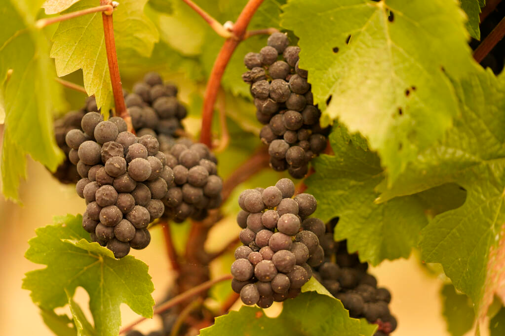 Grapes with ash on them hang in a vineyard that was blanketed by smoke from wildfires Thursday morning, Sept. 10, 2020, in Sonoma. (AP Photo/Eric Risberg)