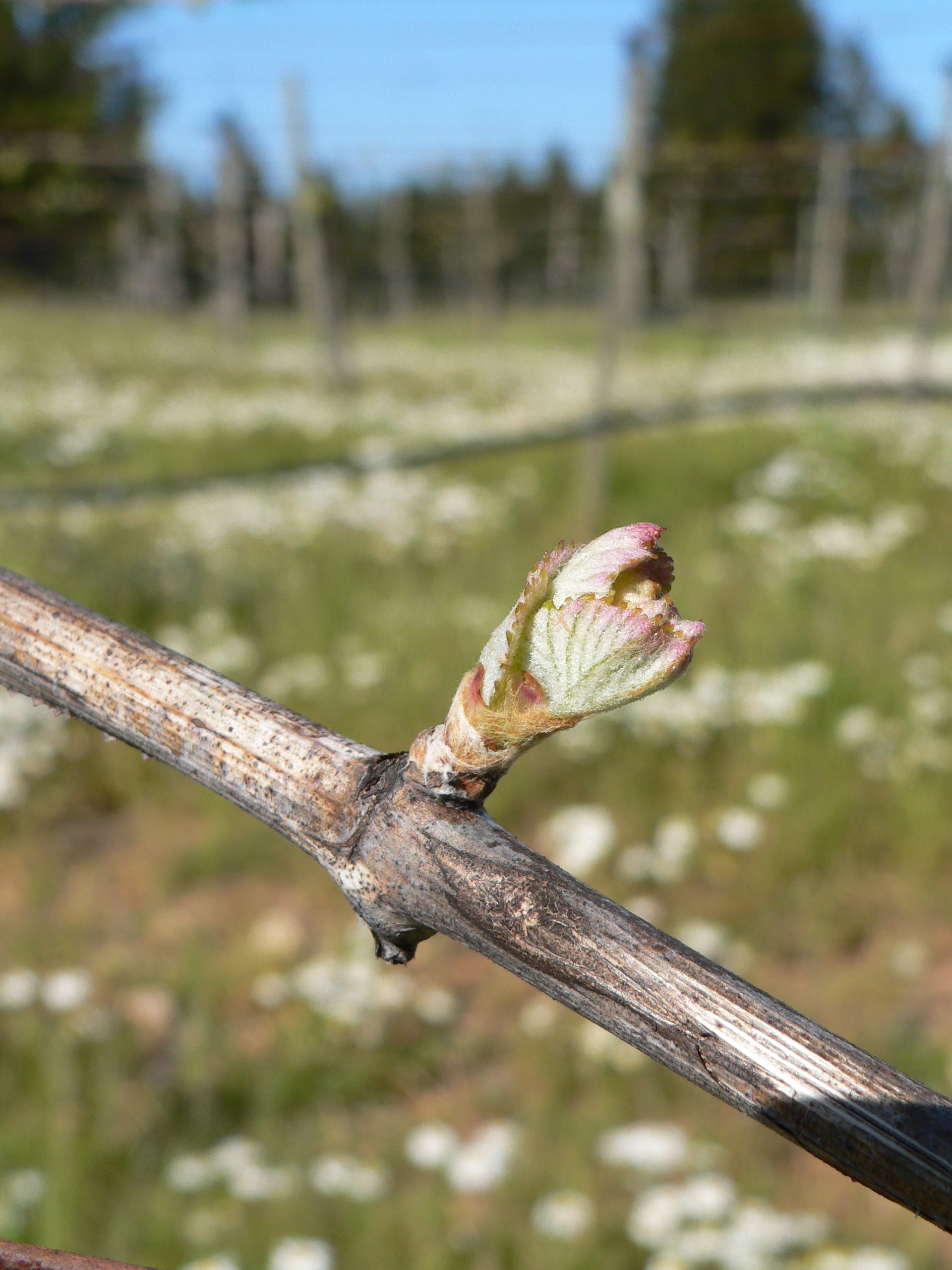Bud break